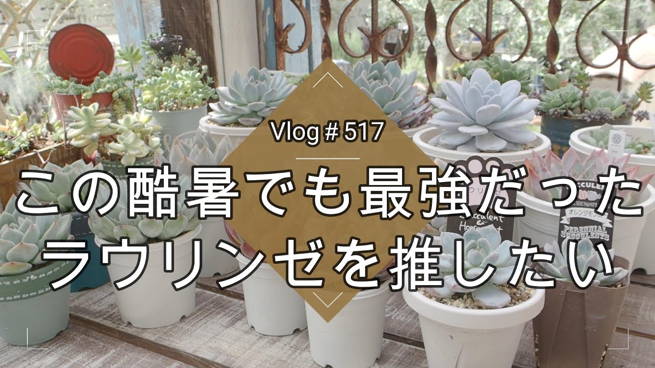 【Vlog517】【多肉植物】この酷暑でも最強だった💙ラウリンゼを推したい【多肉狩り】
