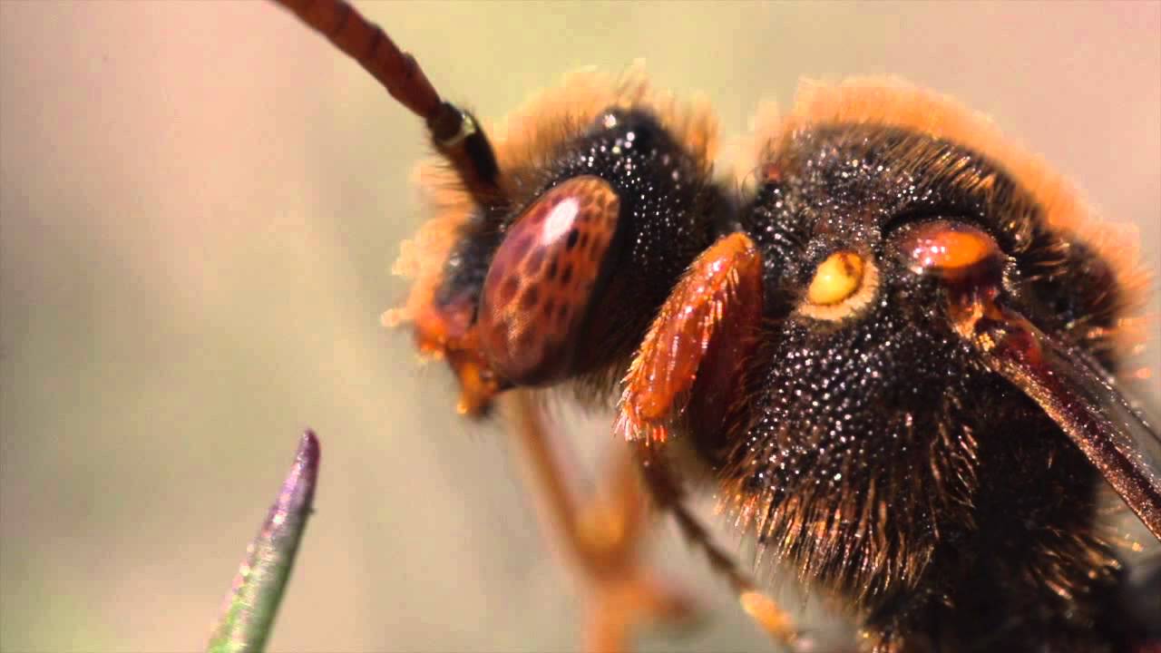 Strabrecht de verborgen wereld