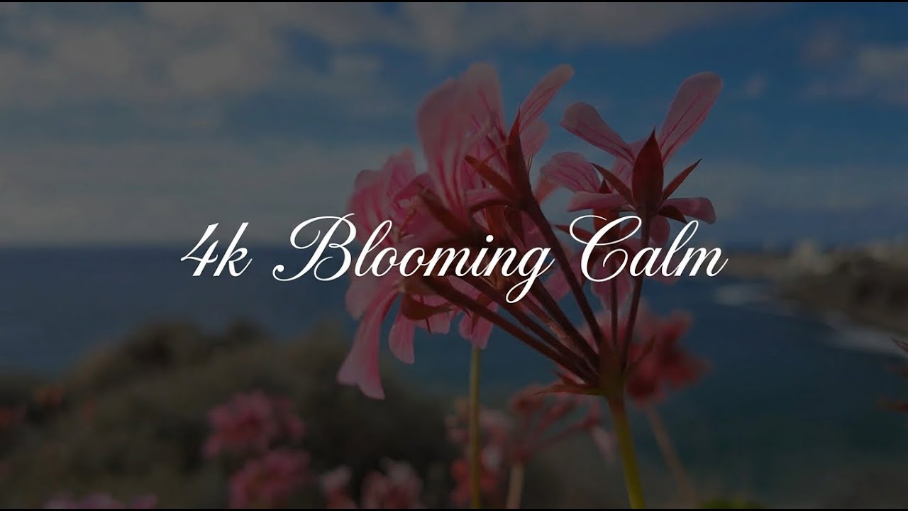 🌸 7 Hours of Blooming Calm | Flower Ambience & Gentle Music for Chilling, Healing & Rest 🌿💐