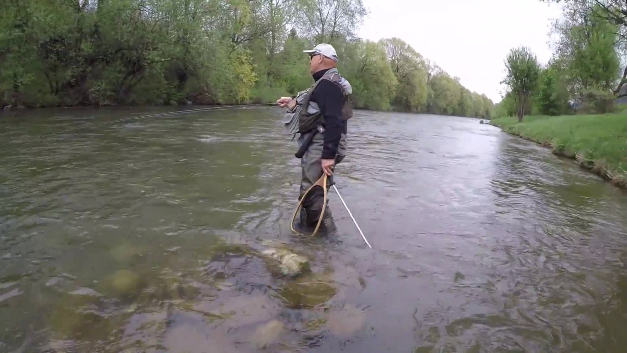 Big trout on Moll river-Austria!!