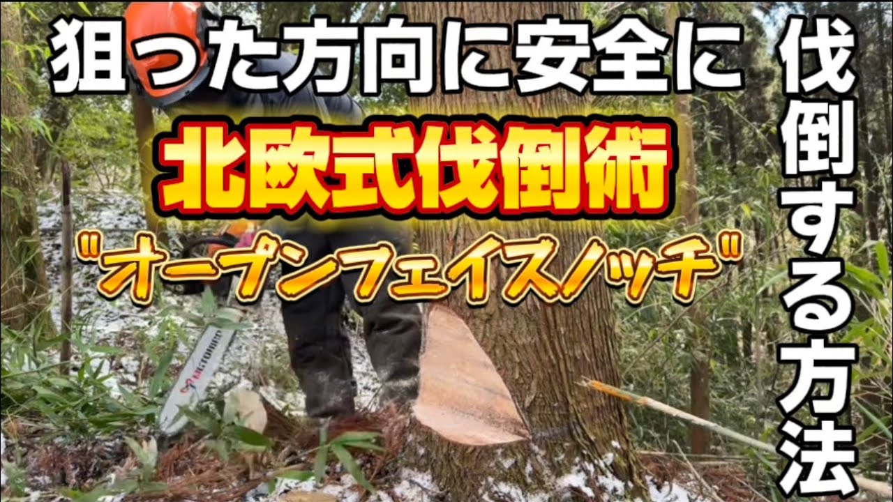 【北欧式伐倒術】オープンフェイスノッチ伐倒方法 倒し方