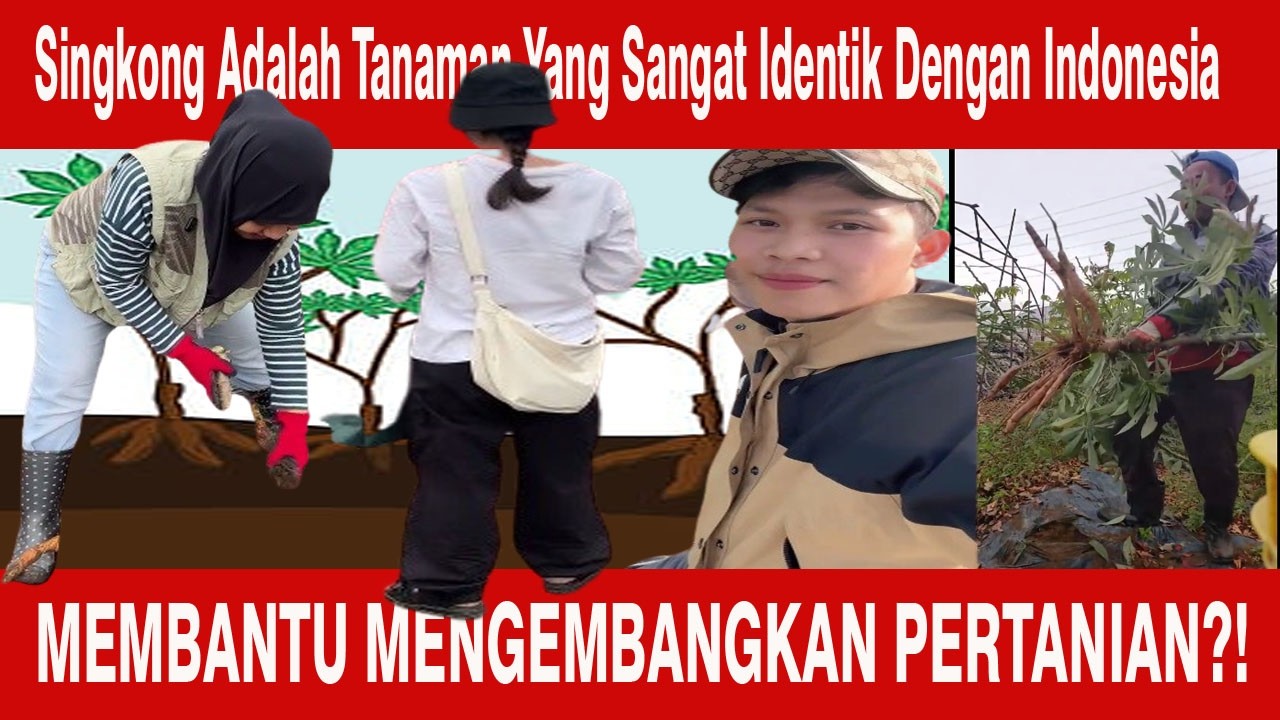 Mba TKI Panen Singkong Di Kebun Jepang!