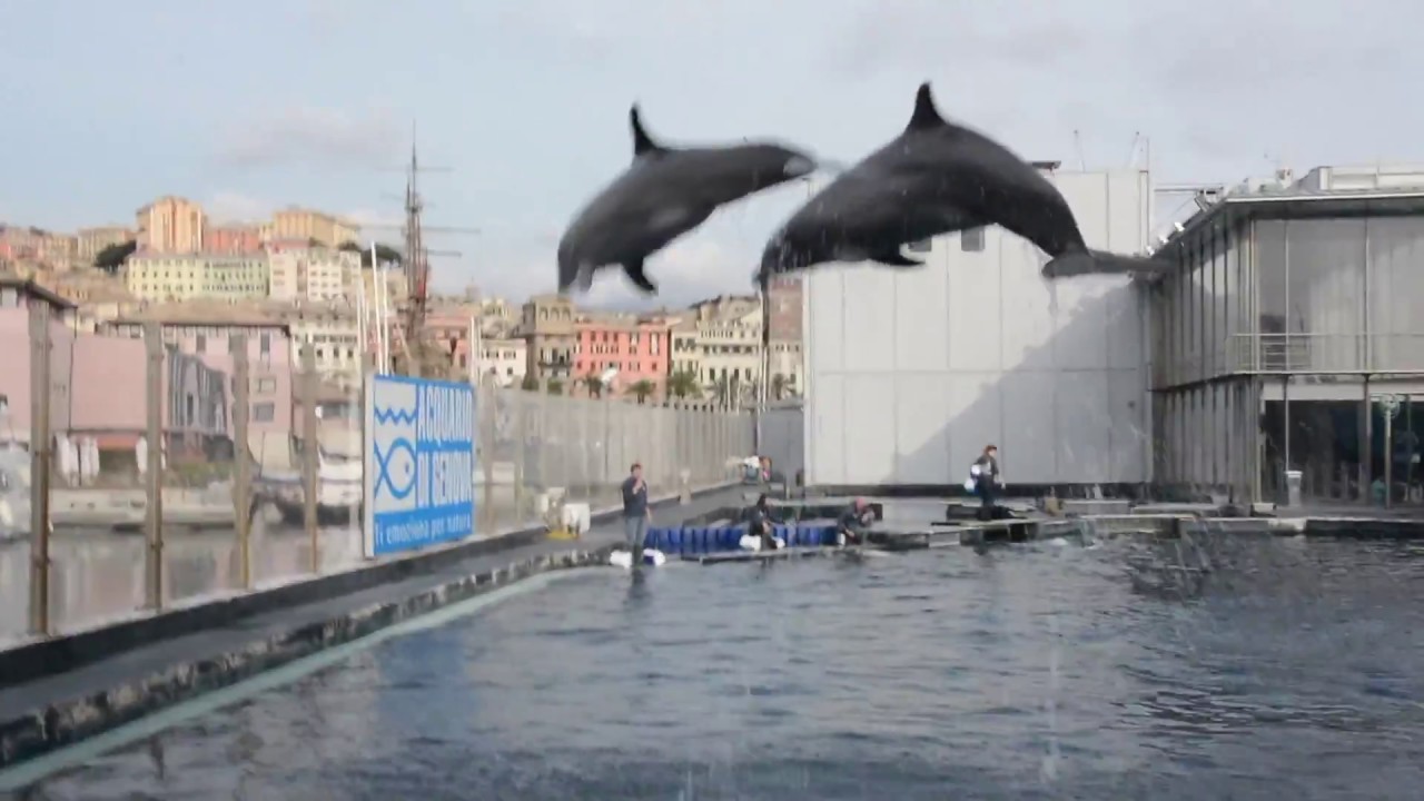 Le meraviglie dell'Acquario di Genova