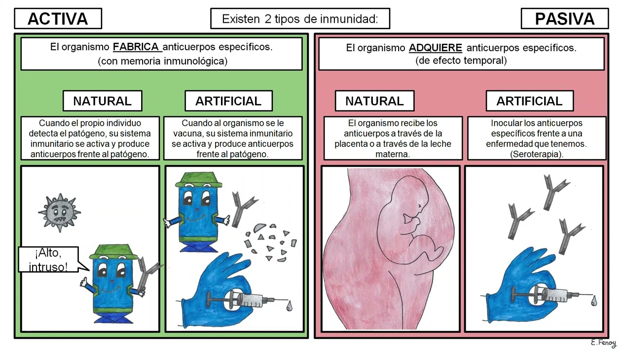 02. INMUNIDAD_ Especificidad, memoria y tipos ( activa / pasiva y natural / artificial).