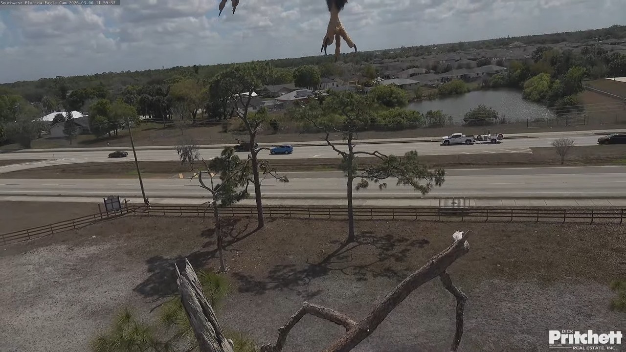 SWFL. E26 is soaring above the nest 🤩 / 11:59 / 2026-03-06