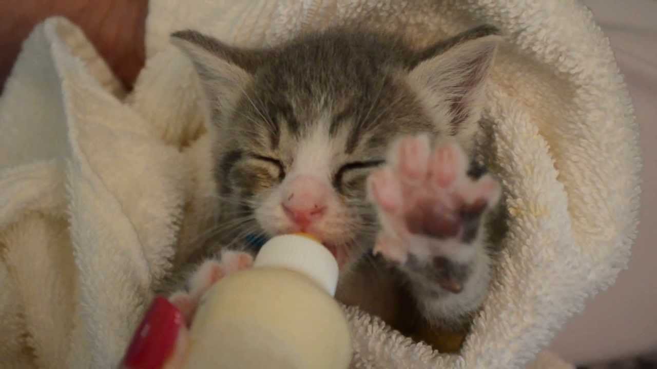 Kitten Drinking Milk