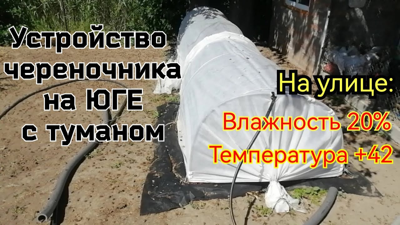 Устройство череночника на ЮГЕ//Укореняются в +42