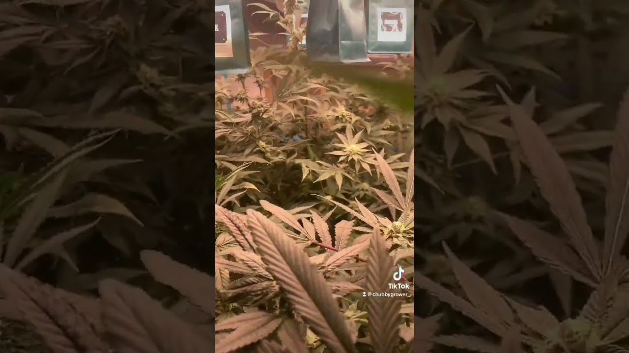 🔥 Update weeks 3 🔥 Defoliation day Before & After