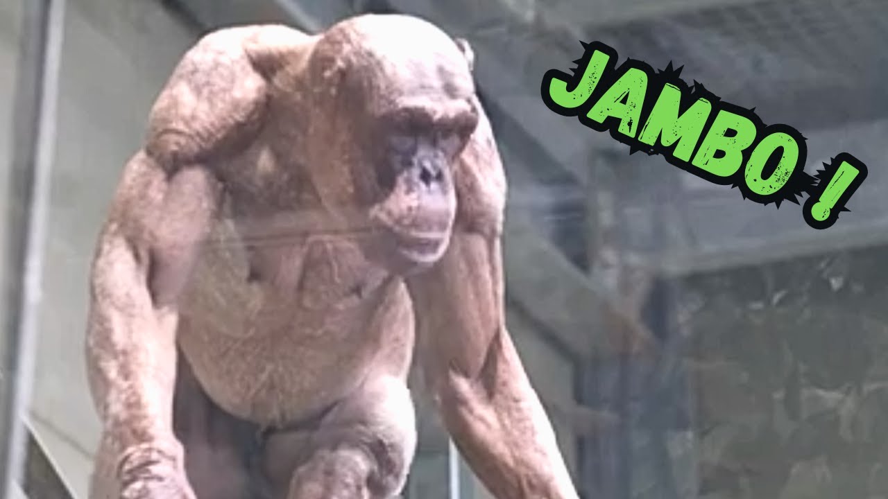 This Hairless Chimp's Muscles Will Leave You Speechless