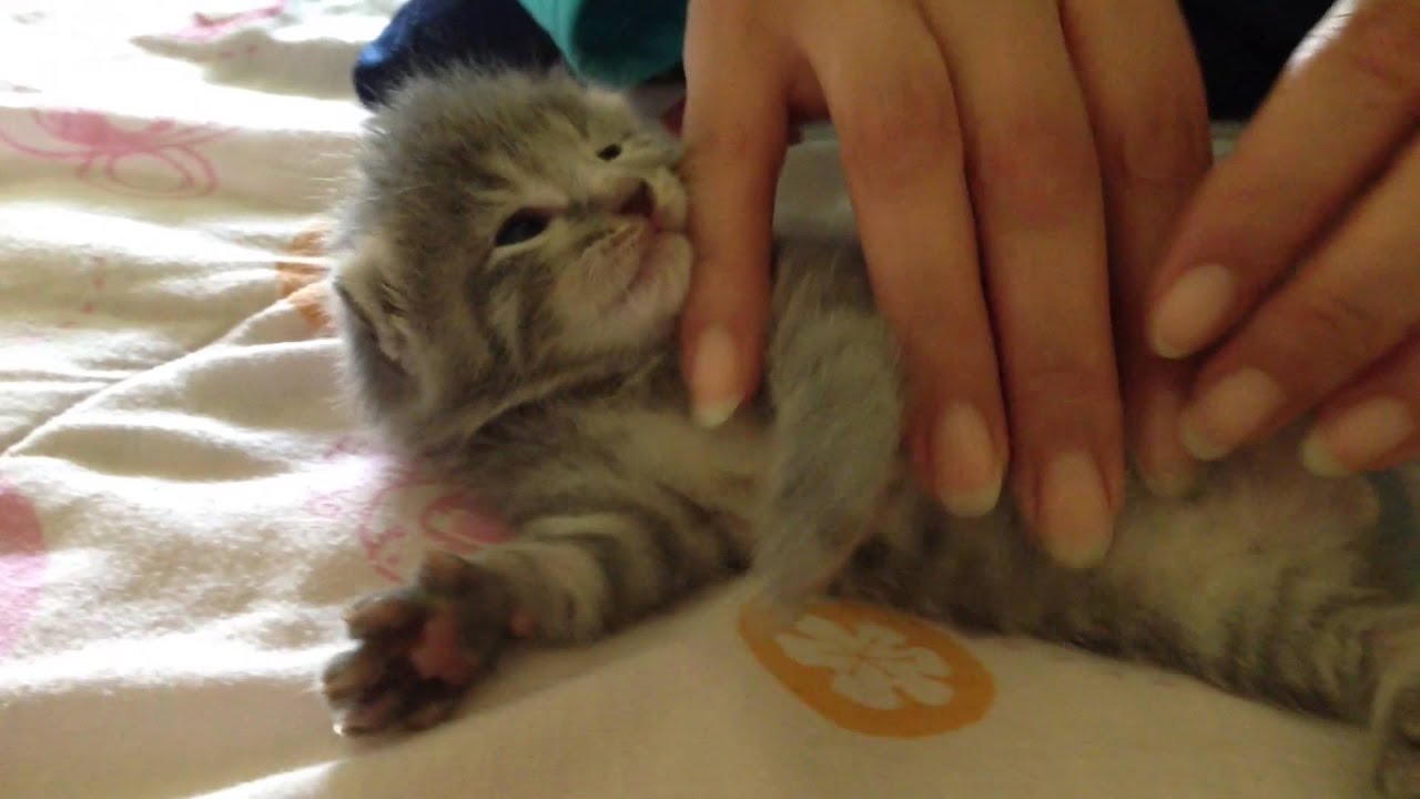Kitten purring for the first time