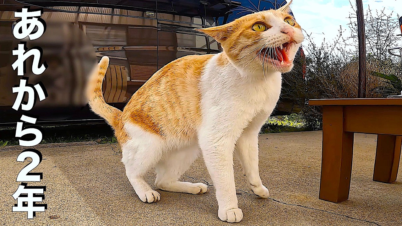 Бездомный кот, который изменил нашу жизнь: история длиной в 2 года