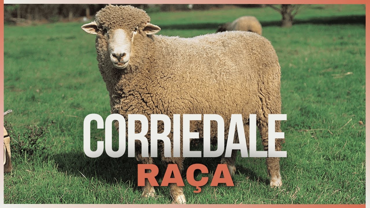 Corriedale: A Raça de Ovinos Que Une Lã e Carne de Alta Qualidade!