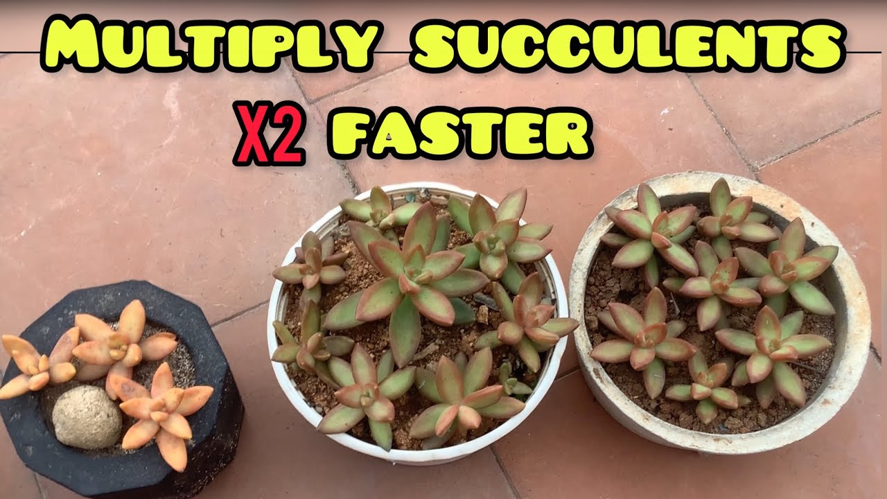 || WHAT&rsquo;S A BETTER AND FASTER OPTION OF MULTIPLYING SUCCULENTS THAN LEAF PROPAGATION ?  ||