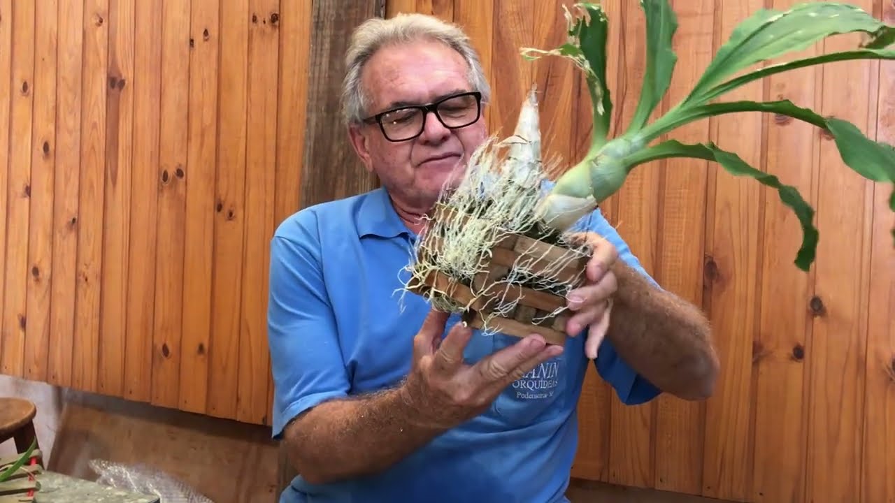 Explicação de como replantar catasetum