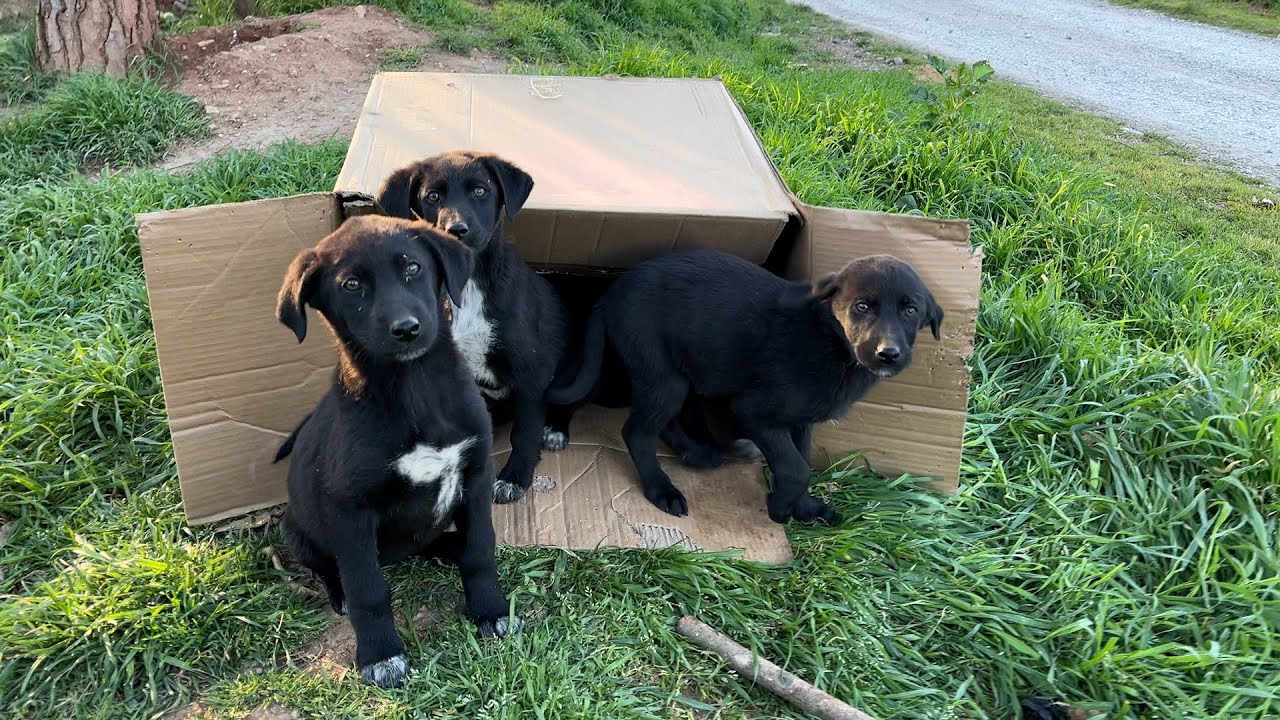 Щенки ждут в коробке, в которую их бросили.