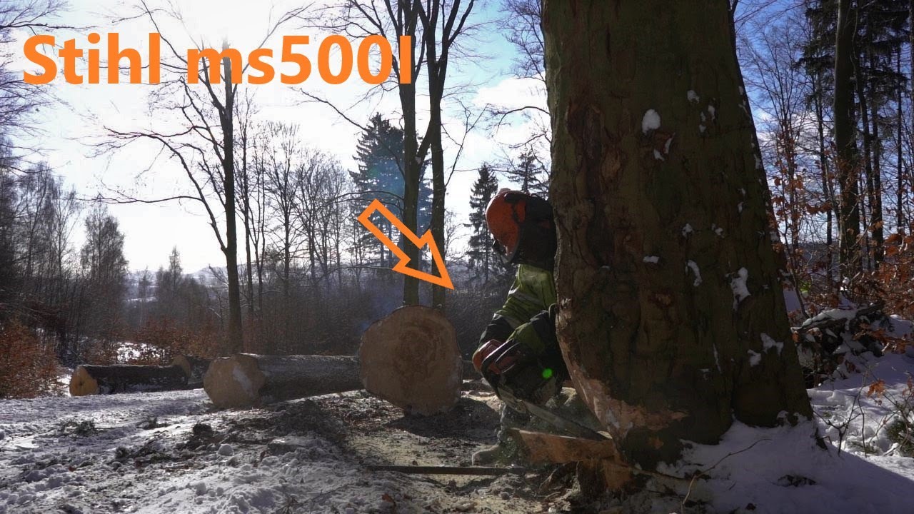 Przebijanie świerków przy ogrodzeniu i ścinka grubych buków, Stihl ms500I, zrywka LKT 80.