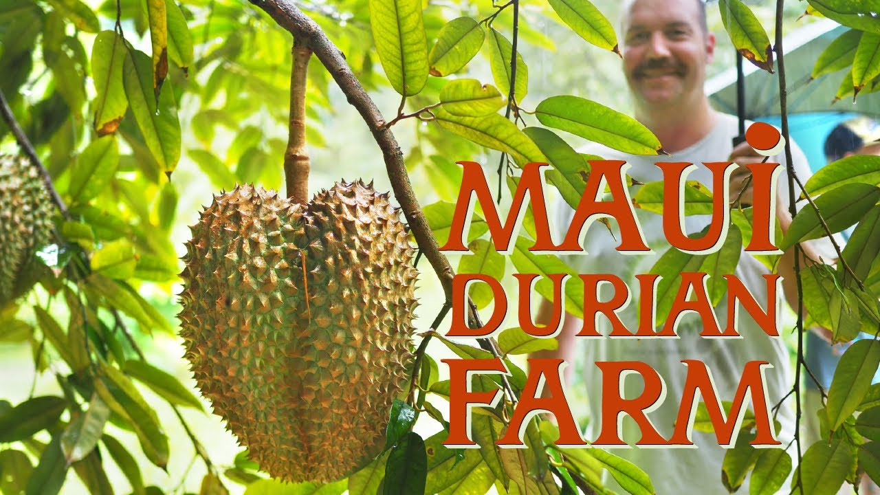 Maui Durian Farm Tour