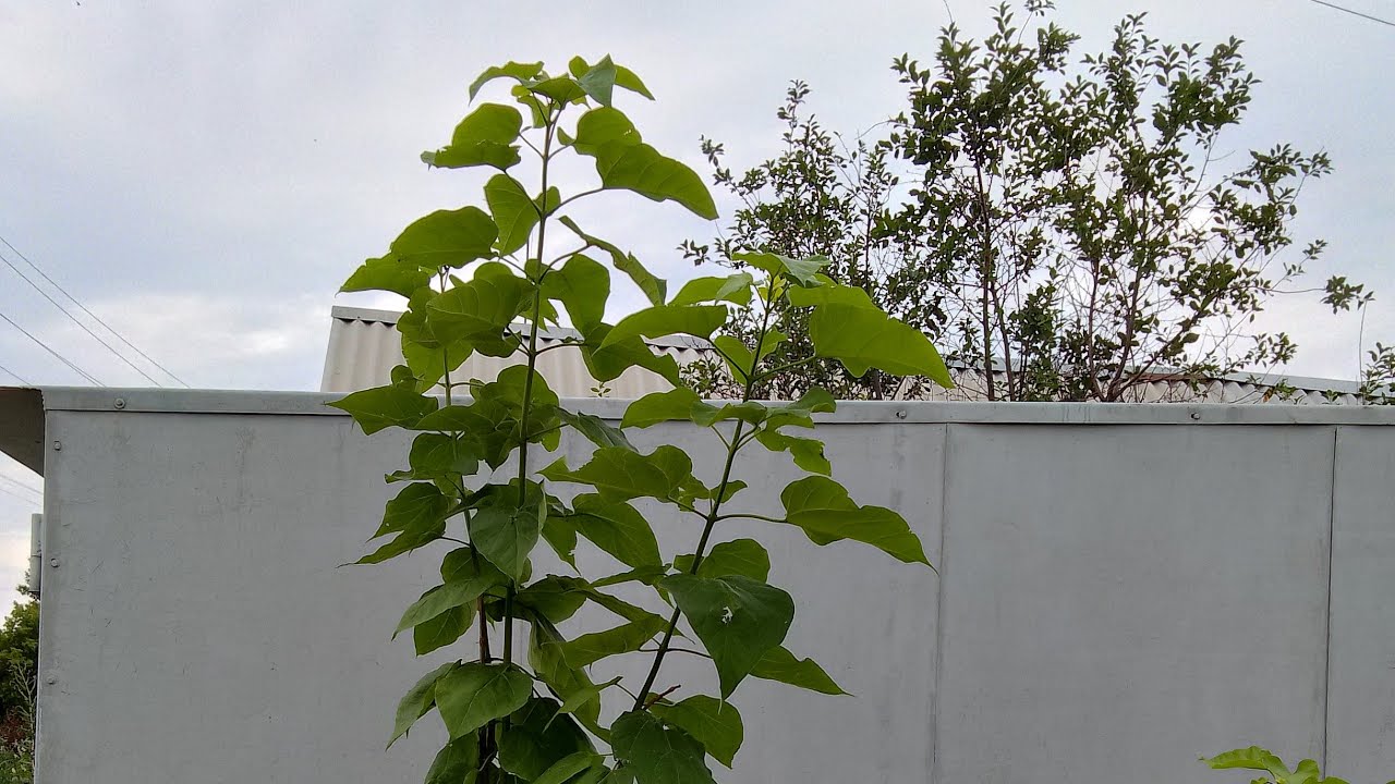 Катальпа от семян до саженцев.