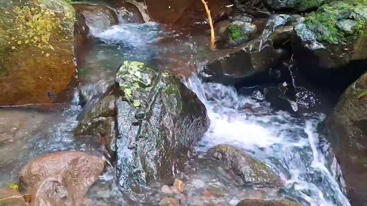 Forest River Sounds for Restful Sleep