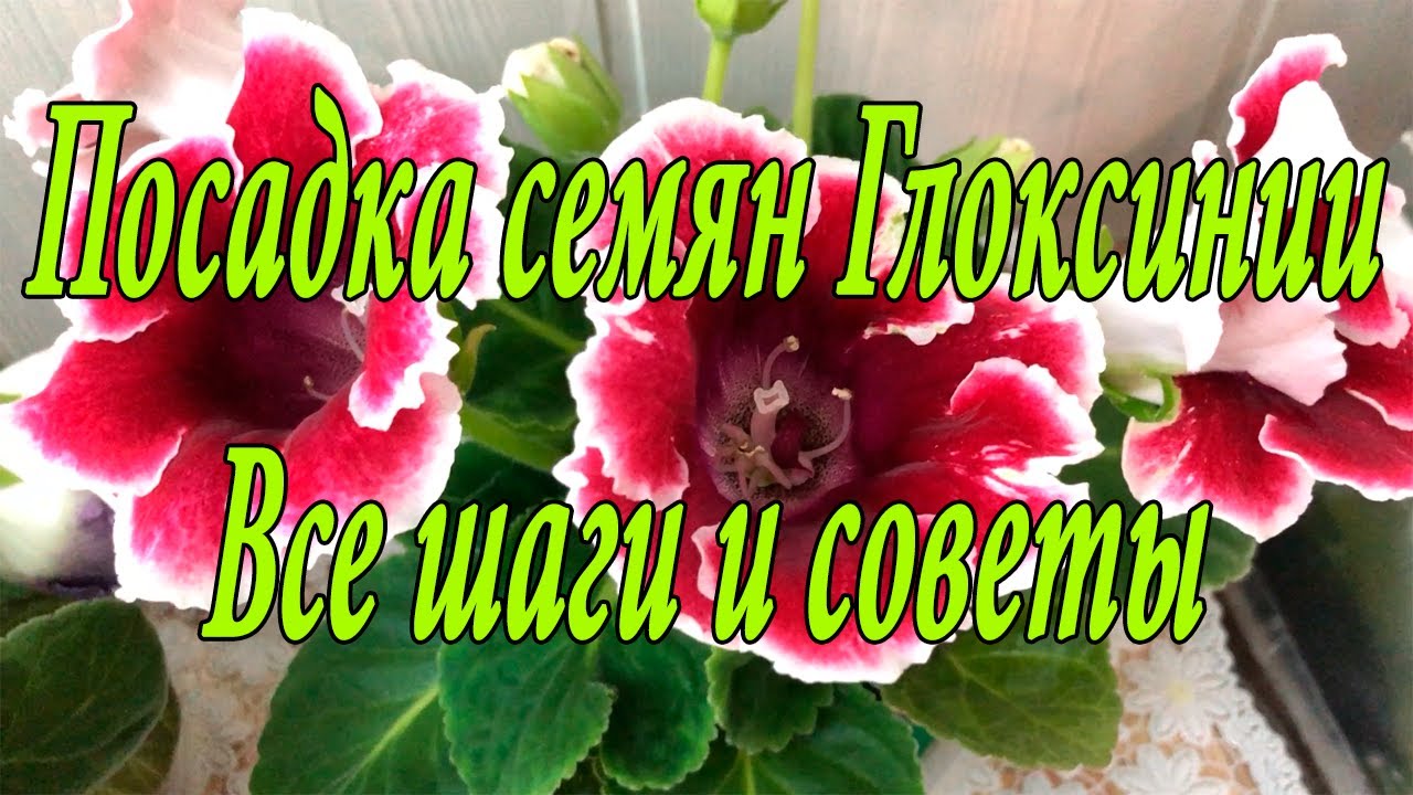 Посев семян Глоксиний ОТ А ДО Я. 1 часть