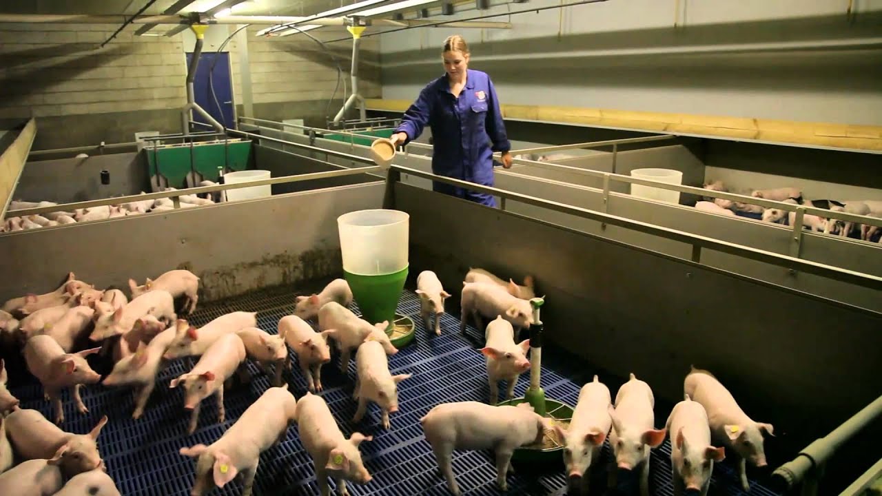 Kandidaat: Elshof Varkenshouderij