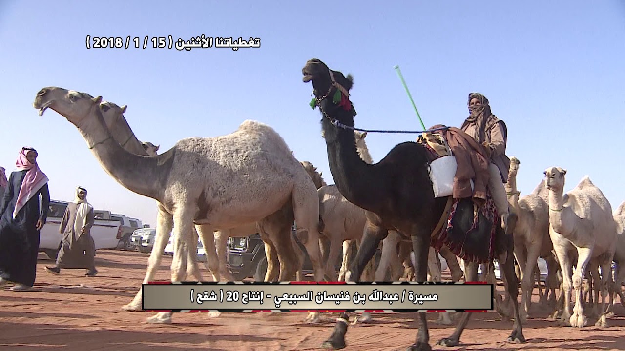 تغطياتنا للشقح والشعل 15-1-2018 - 20 تلاد