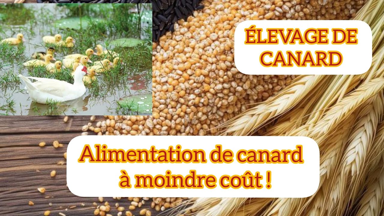 Alimentation des canards, ÉLEVAGE DE CANARD