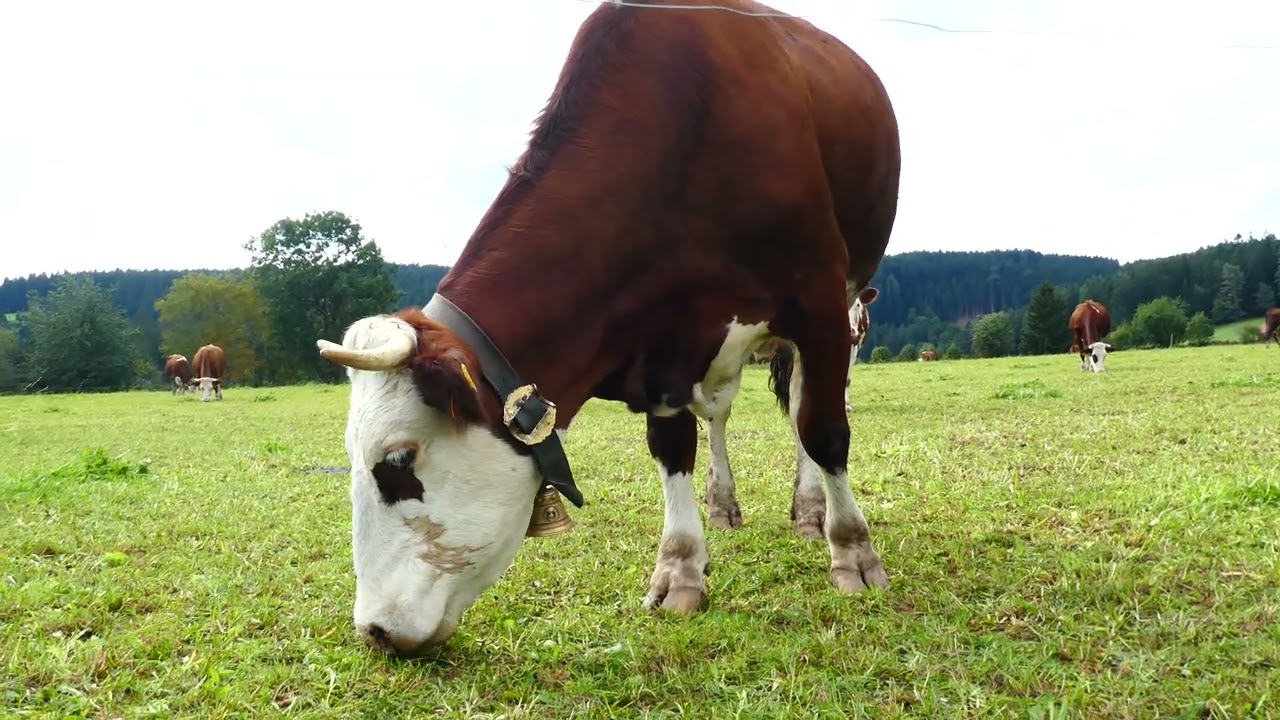 Kühe mit Kuhglocken auf der Gersbachhöhe in Tennenbronn