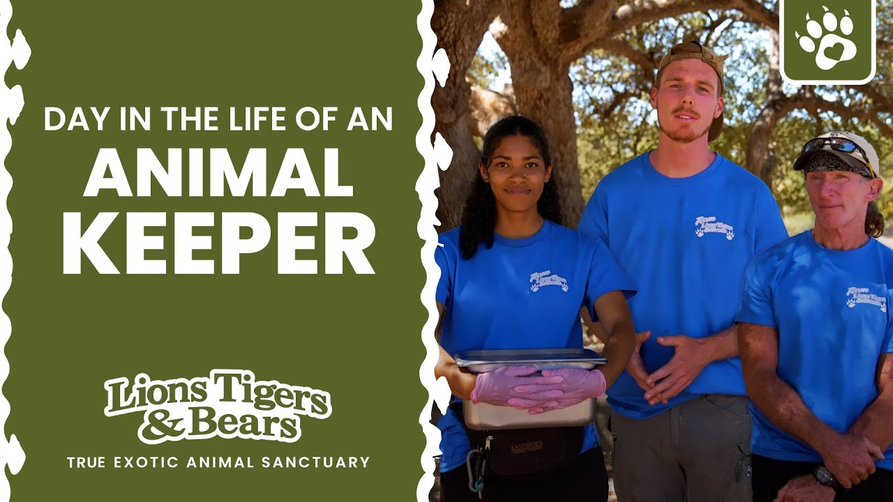 A Day in the Life of an Animal Keeper at Lions Tigers & Bears - The San Diego Animal Sanctuary®