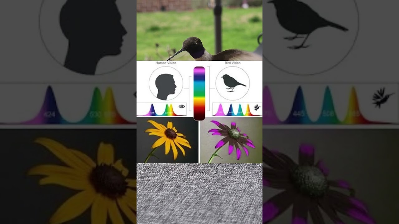41. Visi&oacute;n UV.  #curiosidades #UV #Vision #espectrovisible #aves #ojos #vista #ciencia #animales