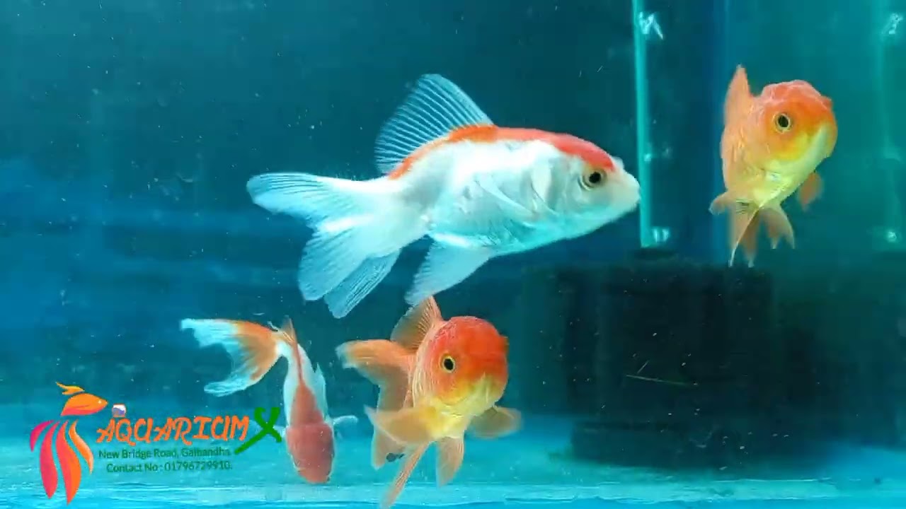 Collections of Aquarium X Gaibandha   🐳🐳New Stock Updat❤️
