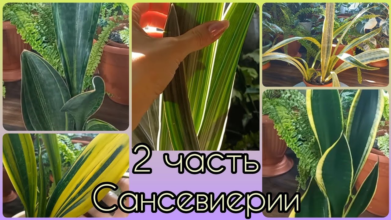 2 часть🌱САНСЕВИЕРИИ🌸Обзор🌱Блэк Голд🌱Масониана🌸Лорен🌱Голд Флэйм🌸Манолин🌱Уитни🌱Уход🌸Содержание Азиатов