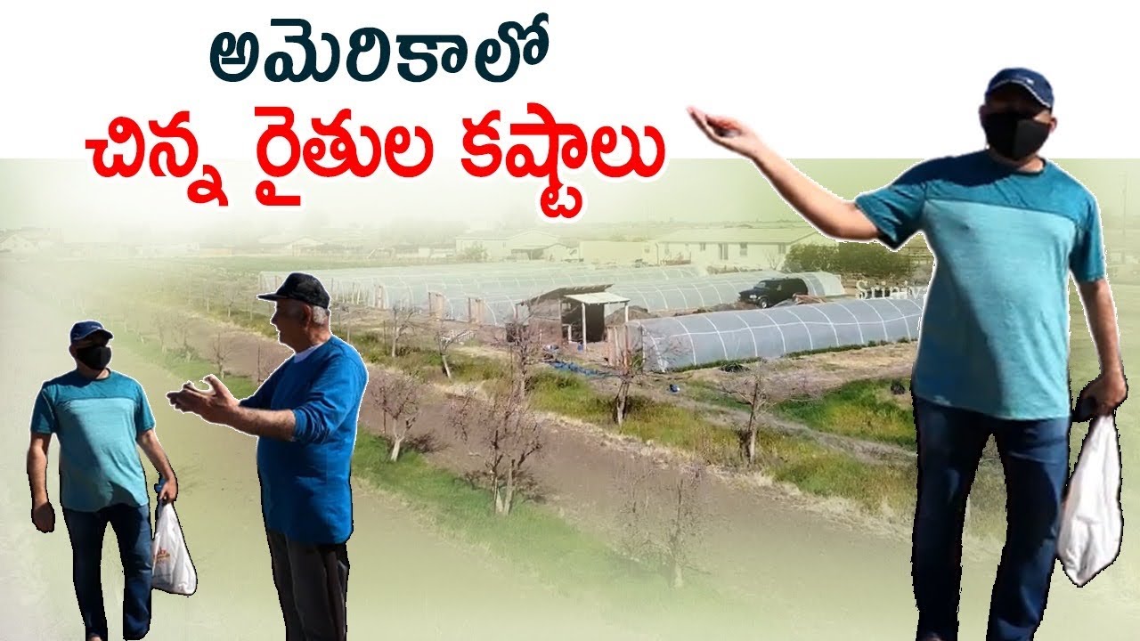 అమెరికాలో చిన్న రైతులు పడుతున్న కష్టాలు చూడండి farming in USA || Telugu Vlogs from USA #villageshow
