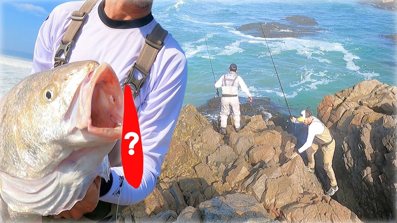 Pesca de grandes CORVINAS en zona de rocas