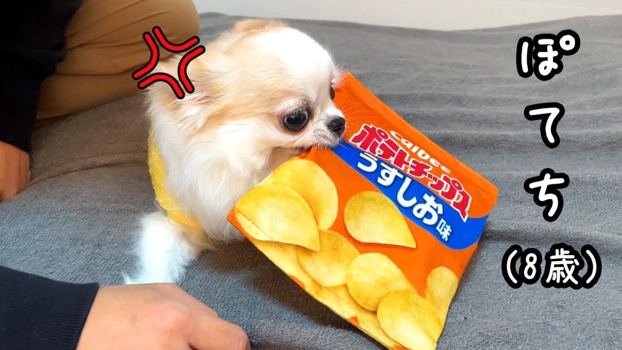 久しぶりのおもちゃでチワワはこうなりました。