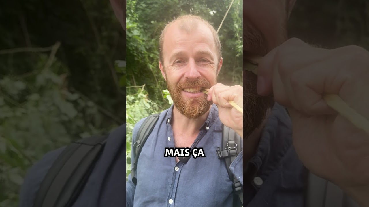 L'&eacute;corce de saule