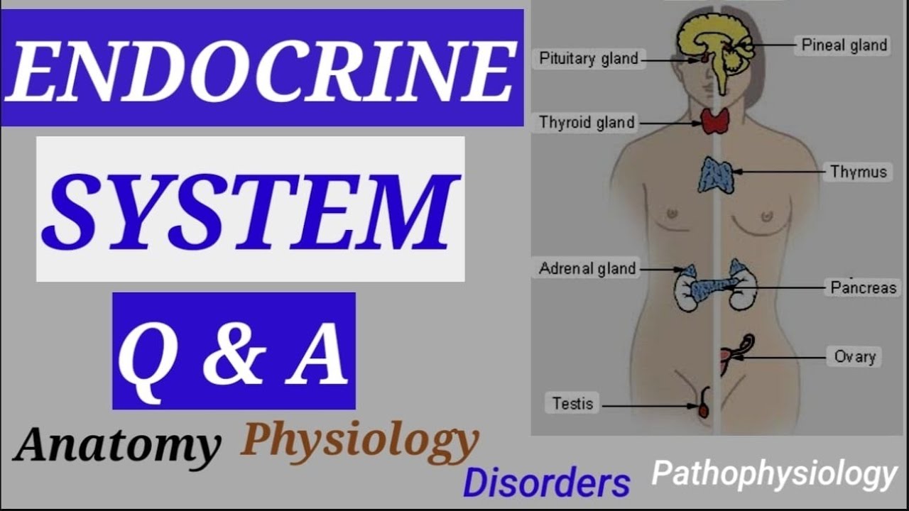 Endocrine System Questions & Answer/ Endocrine MCQs/ glands, Hormones, Anatomy, Disorders Questions 