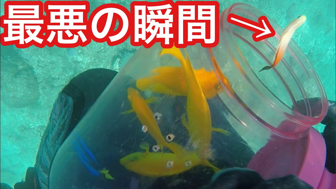 沖縄で豪華熱帯魚を捕まえたら最悪の事態に？？