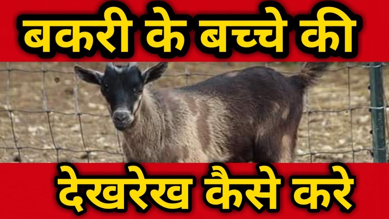 Goats kids |care of baby goats | बकरी के बच्चों की देखरेख कैसे करे | goat Farming | bakri palan