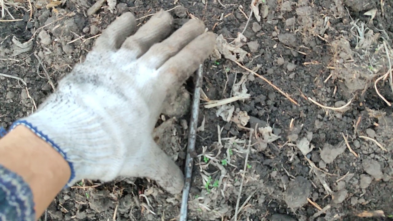 КПЄ 3.8 як альтернатива оранці, 07.11.21