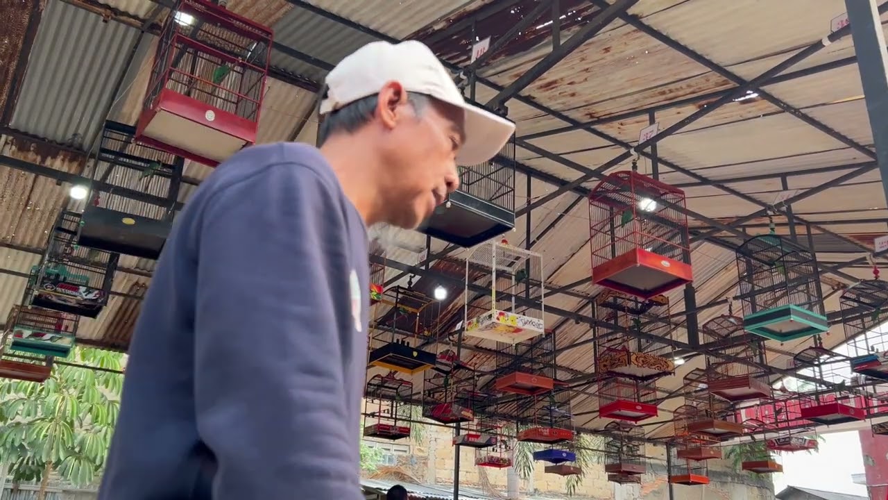 LOMBA BURUNG CUCAK IJO ADU TEMBAKAN ISIAN CILILIN PELATUK TENGKEK KAPAS TEMBAK