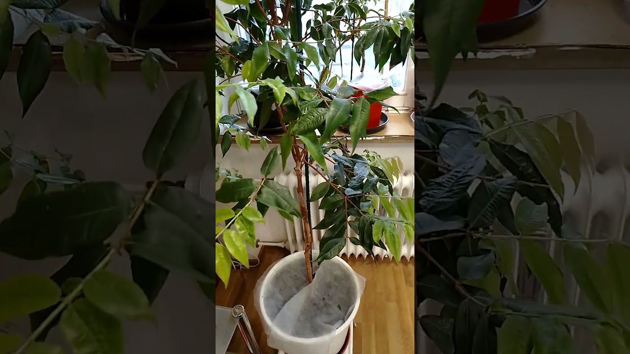 Seltene "Weisse Baumstammkirsche" (Plinia aureana) - 1 Samen für "Backup"pflanze 