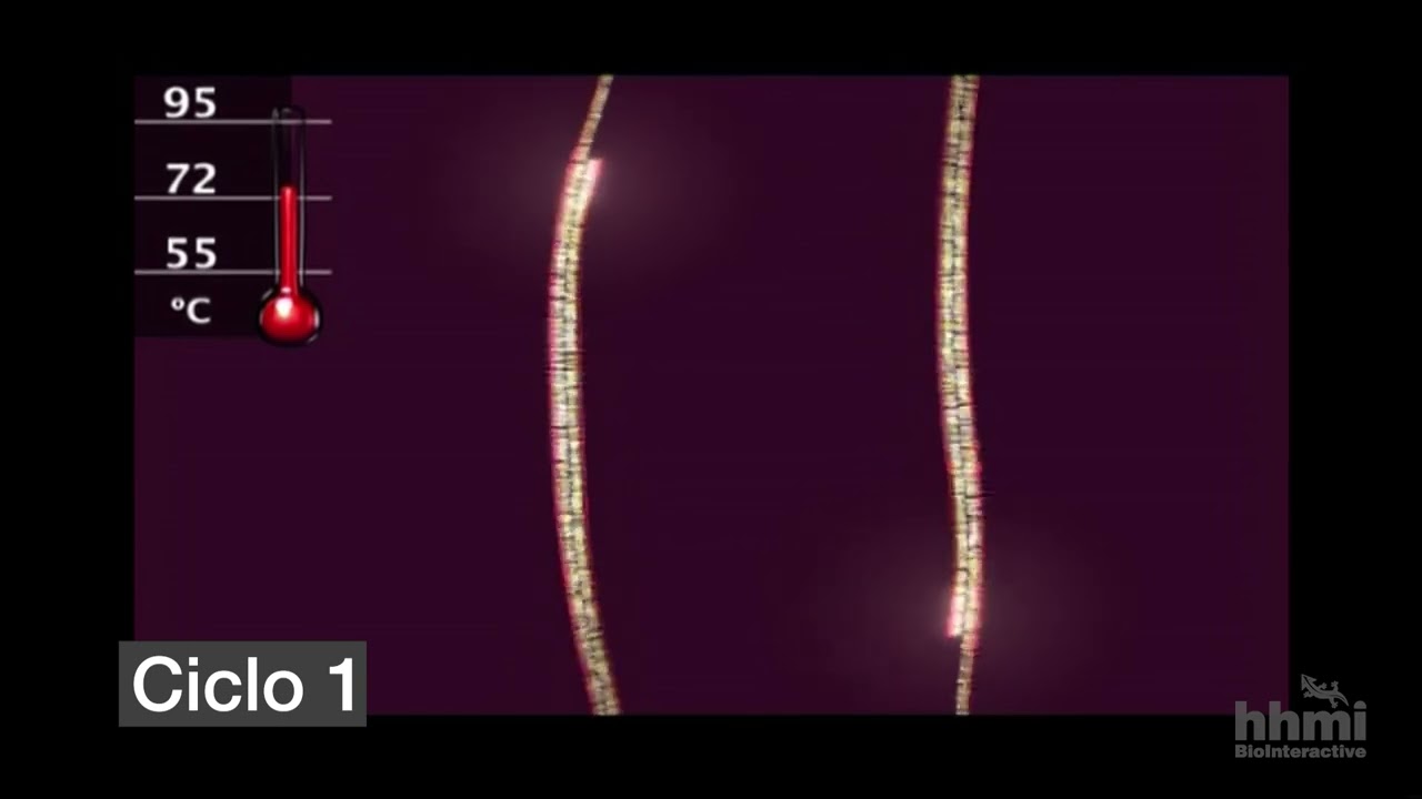 Reacci&oacute;n en cadena de la polimerasa (PCR) | Video HHMI BioInteractive