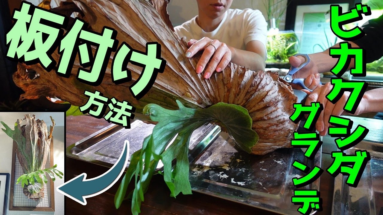 【ビカクシダ】ビカクシダグランデ板付け方法（お部屋でお洒落にインテリアグリーンを楽しむ）