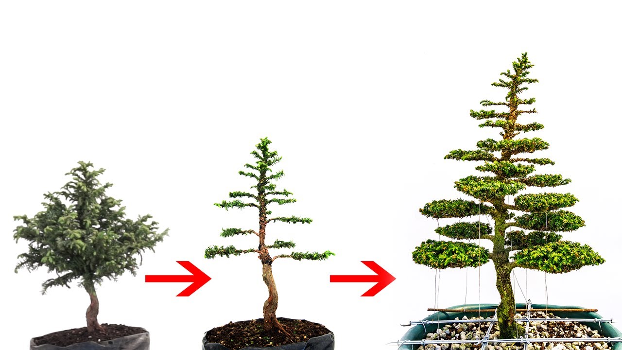 Cryptomeria Japonica - Refinamiento