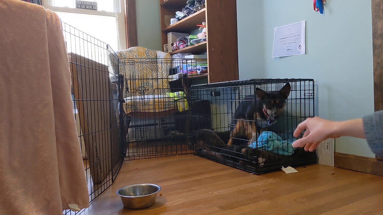 Feral Dog Rehabilitation Day 2