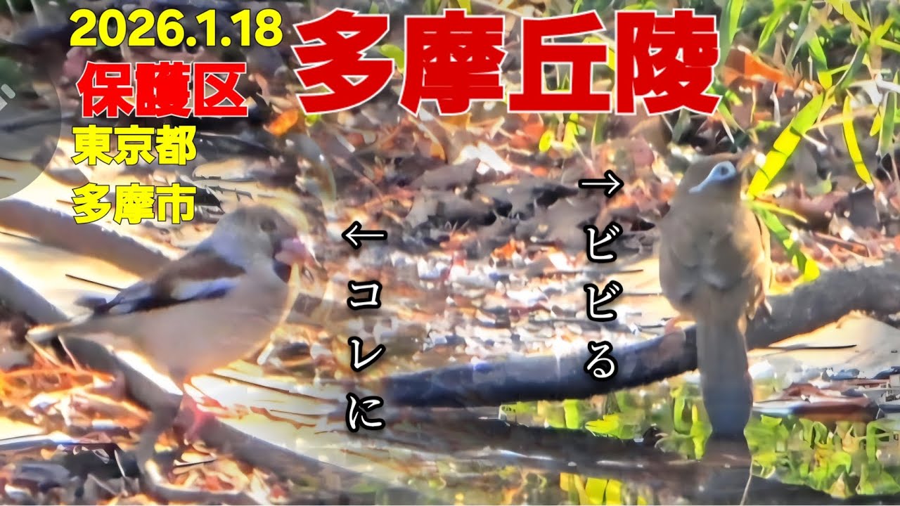 『多摩丘陵野鳥観察』#vlog #shorts #癒し #かわいい#日本#野鳥#自然#観察#散歩#多摩市#丘陵#保護区