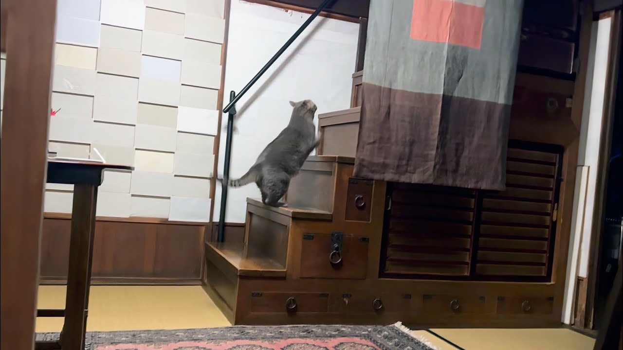 晩ごはんのあとに土間を行ったり来たりして.. 2階に上がって降りて来て.. 梁の高いところに駆け上がろうとして止めて.. おばあちゃんと一緒に暖かい部屋に戻り.. 気持ち良さそうに眠る猫・・・