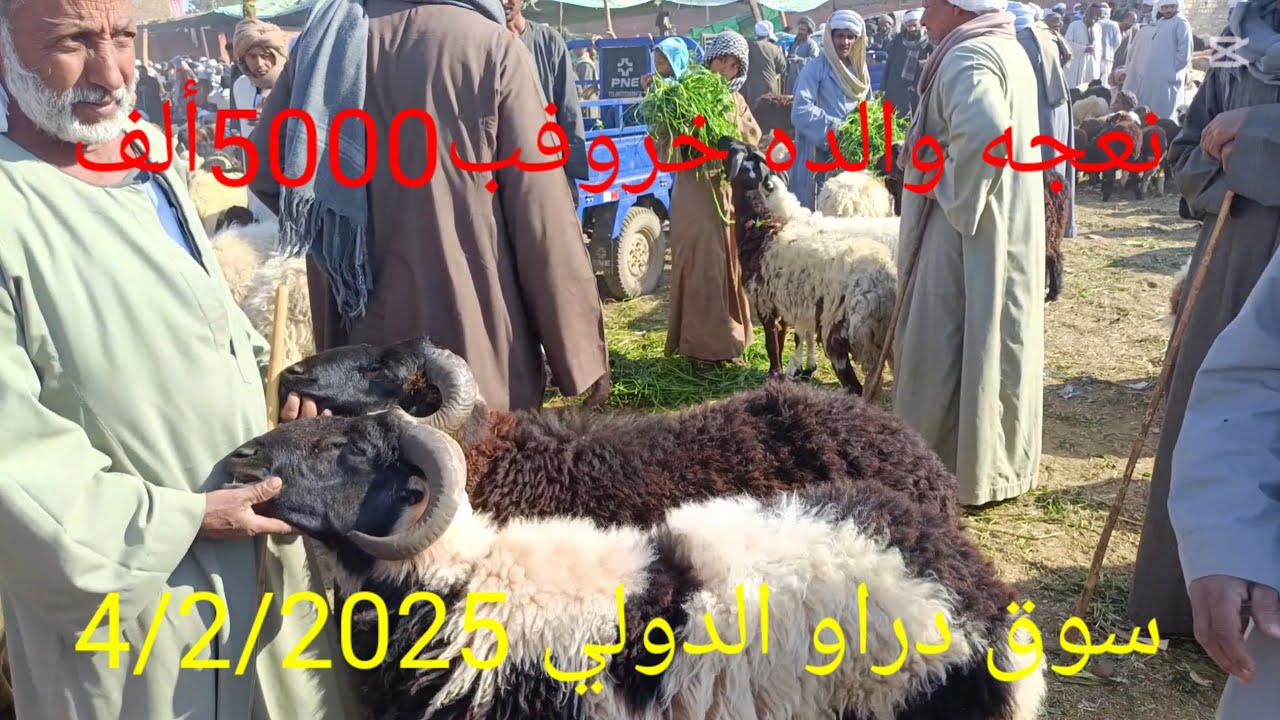 اسعار ممتازه للغنم والماعز بسوق دراو ٤ فبراير ٢٠٢٥