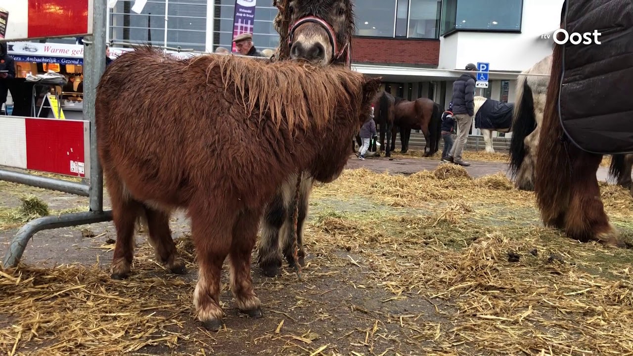 Met scheidsrechter Bas Nijhuis over de Goorse paardenmarkt